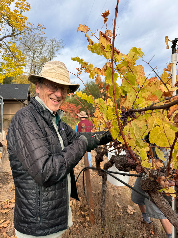 Al White pruning grapevines