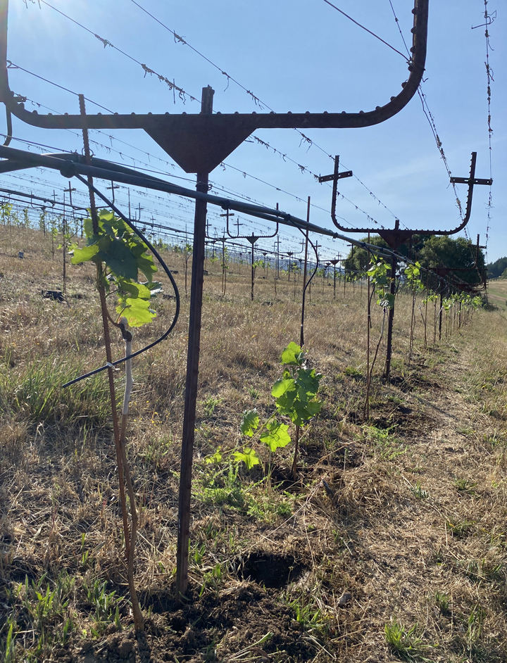 One foot tall, tender vines freshly planted in the ground.
