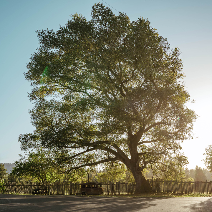 100+ year oak towers above the fence and 1932 plymouth resting under its branches