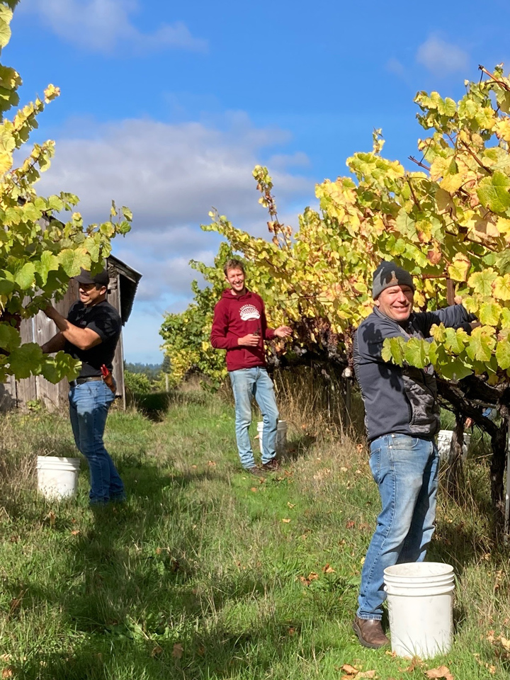 Rigo, Brad and Peter picking grapes from the vines, smiling at the camera.
